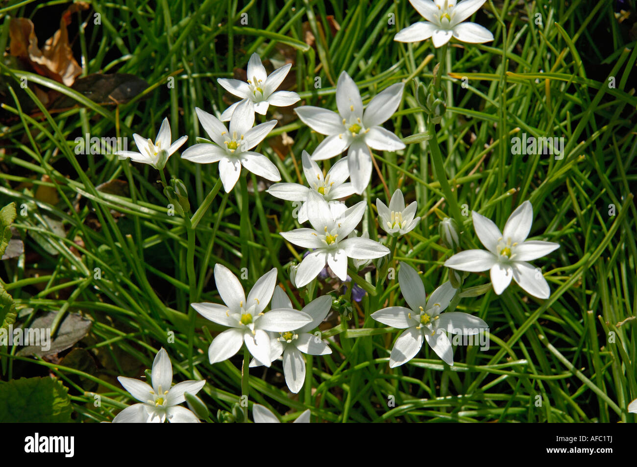 Star white shaped flowers flower spring preview