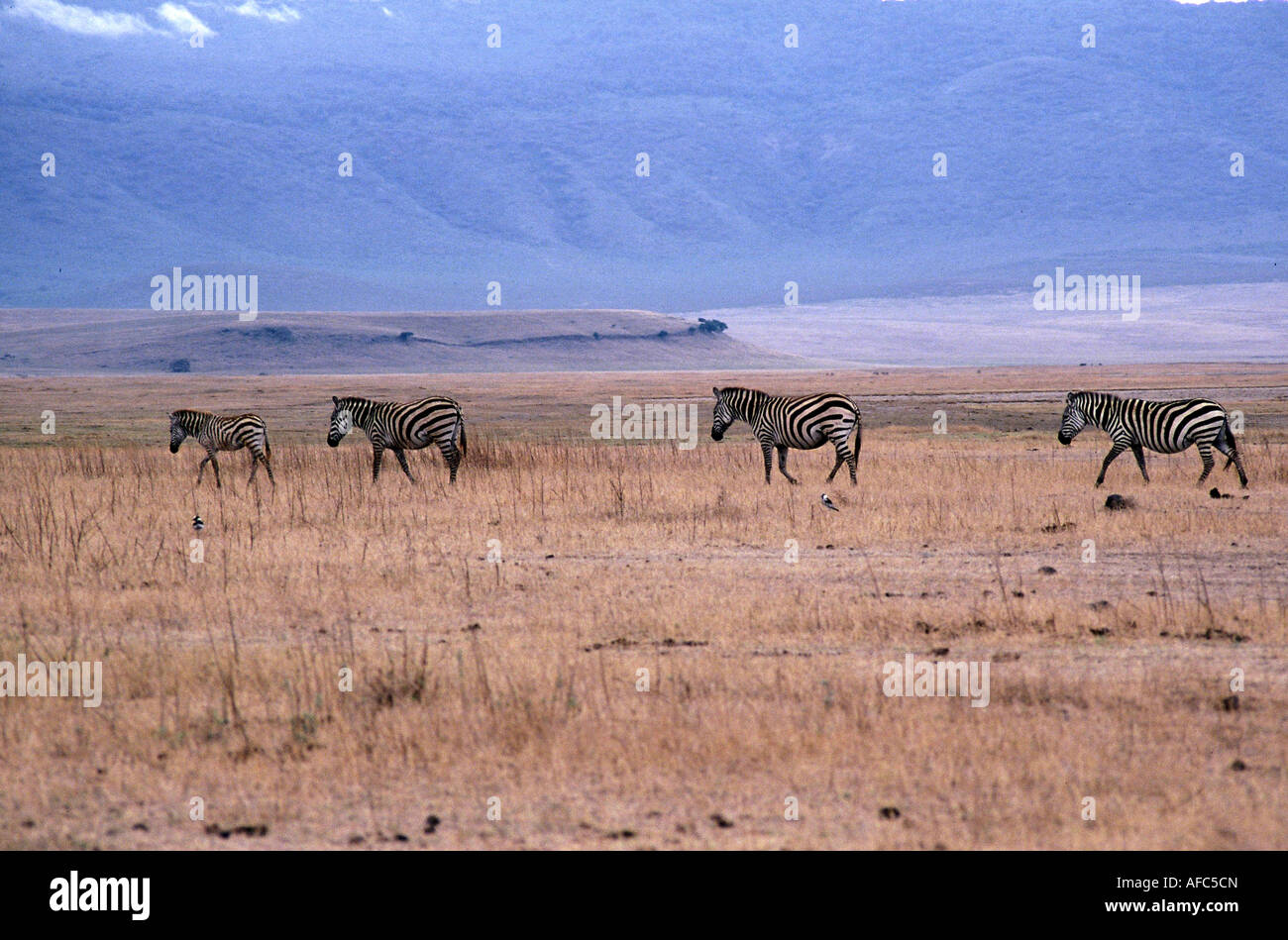 Zebra nel cratere Ngorogoro, Kenya Foto Stock