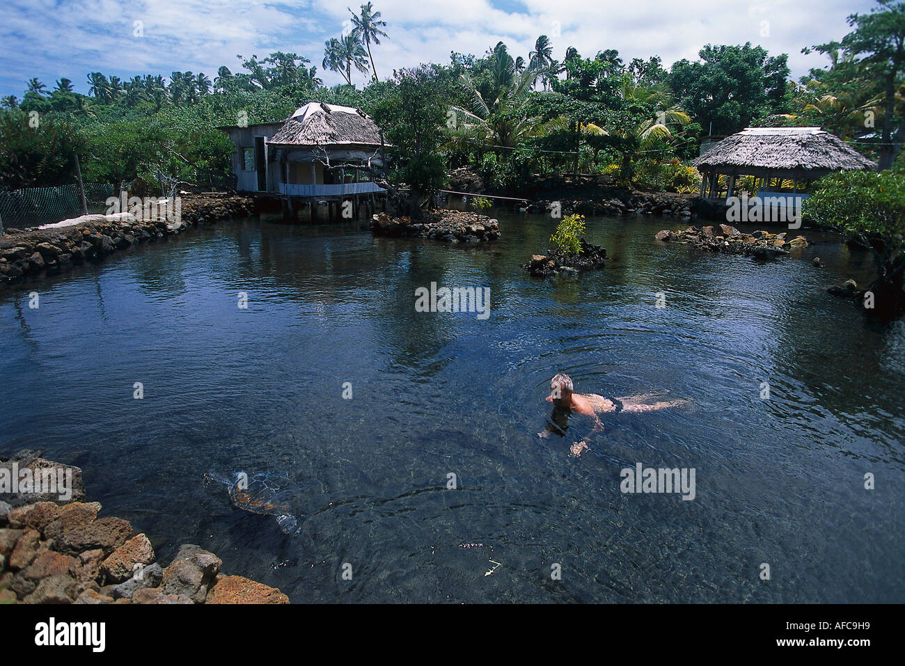 Nuotare con le tartarughe di mare, Taomaga Tartaruga Area Cons.Satoalepai, Savai'i, Samoa Foto Stock