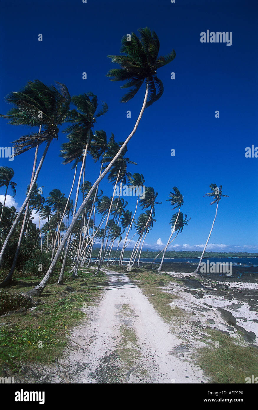 Su strada e gli alberi di cocco, Taga, Savai'i Samoa Foto Stock