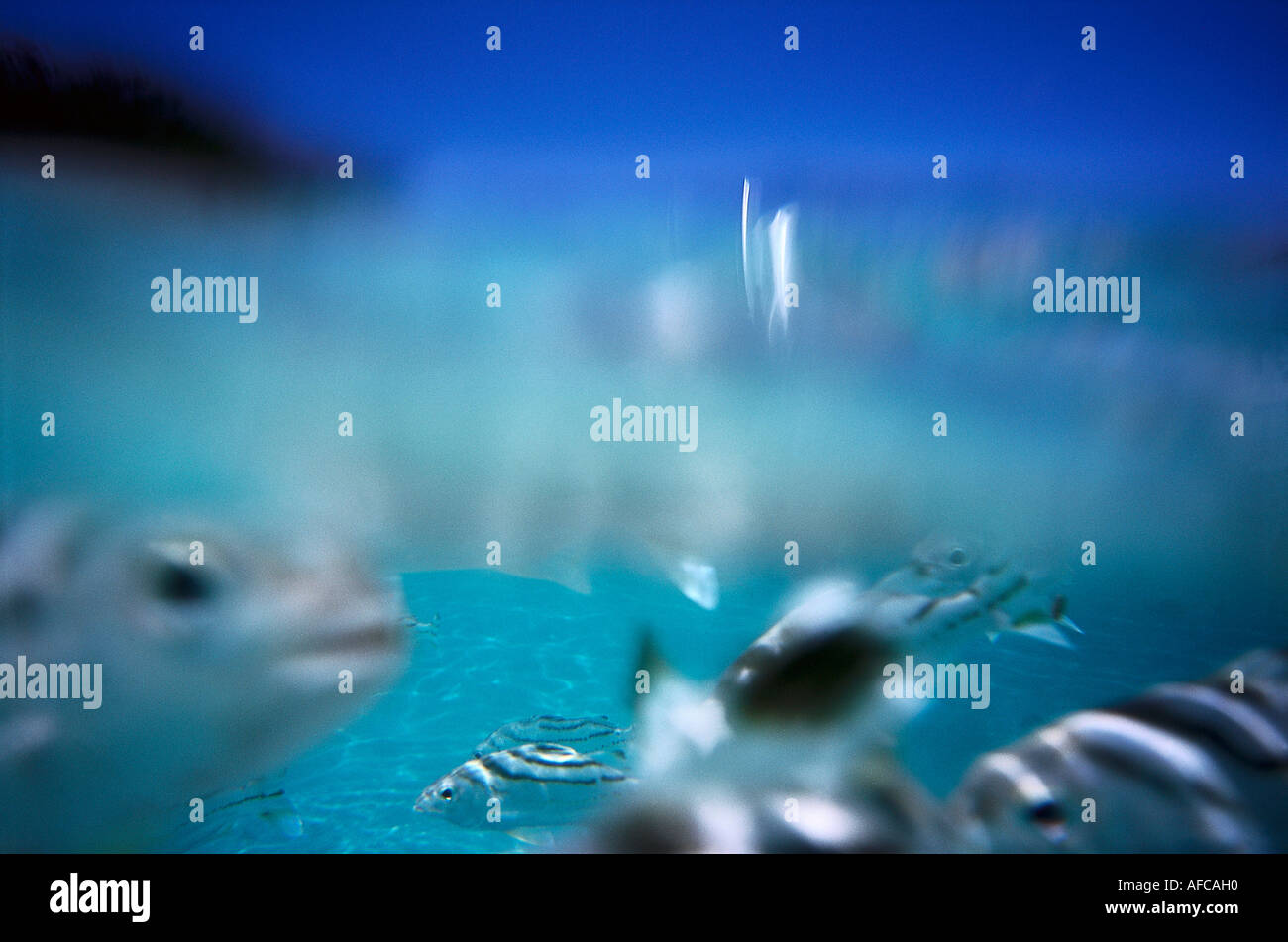 Lo snorkeling con pesce, Blue Lagoon Cruise Il Nanuya Lailai Island, Isole Figi Foto Stock