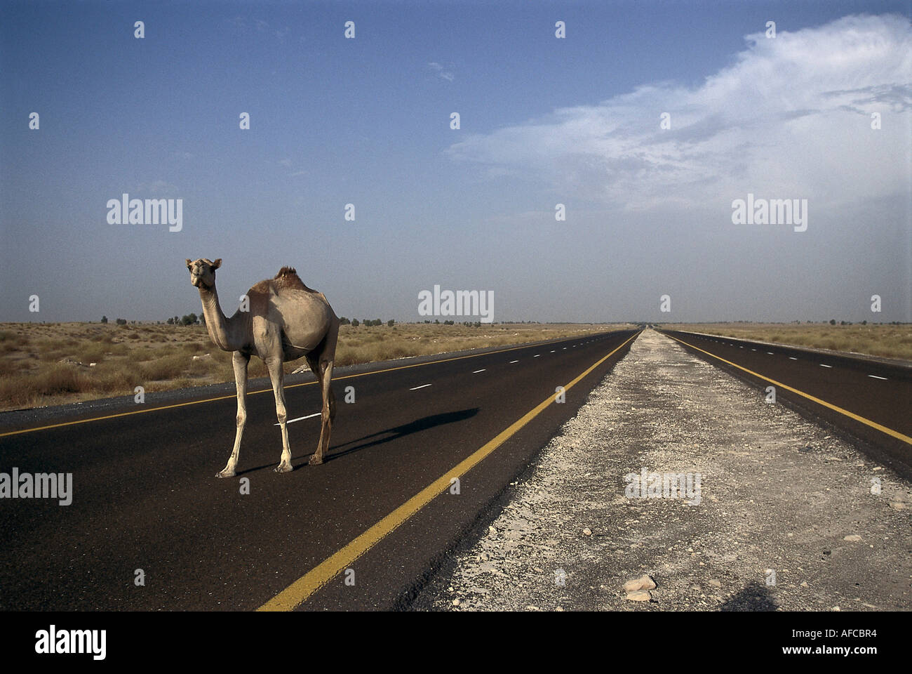 Cammello su una strada, deserto Dubai, VAE Foto Stock