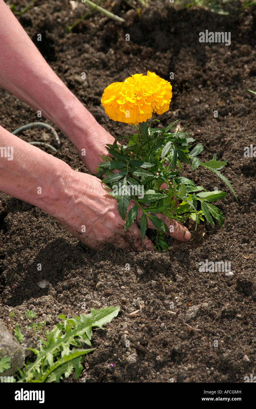Giardiniere piantare fiori in un letto di fiori Foto Stock