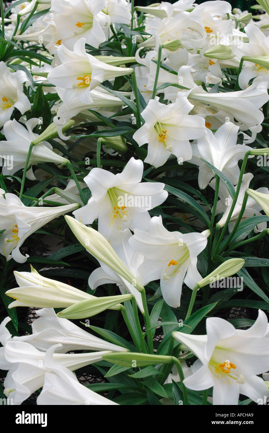 Bianchi gigli di Pasqua Foto Stock