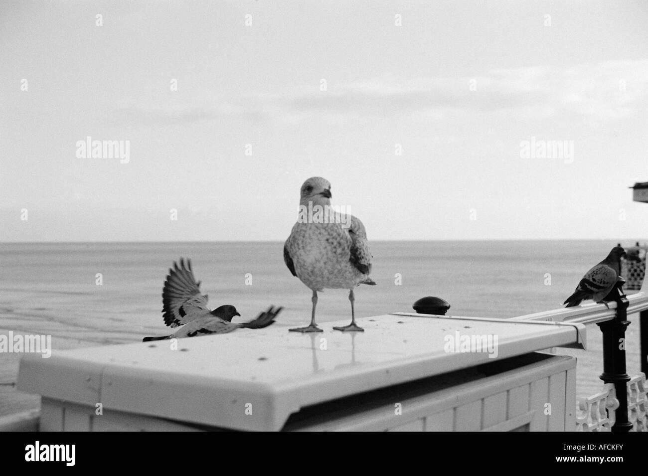 Il Brighton Pier nel Sud Inghilterra. Foto Stock