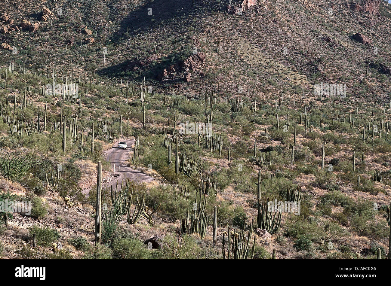 Ajo Mountain Drive, organo a canne Nat. 1 monumento, Arizona USA Foto Stock