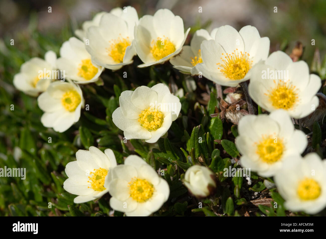 Mountain avens crescente nella tundra artica Foto Stock