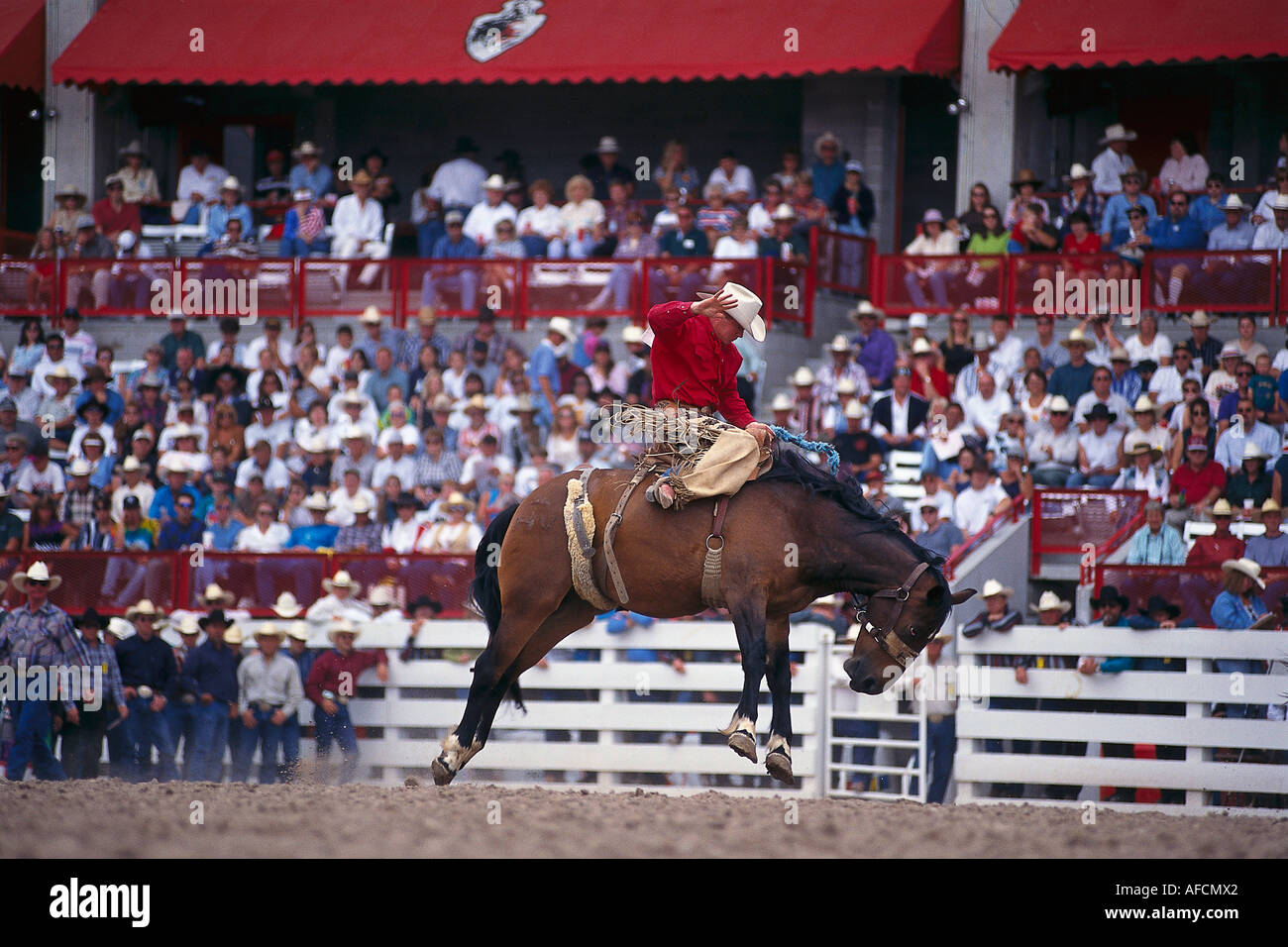 Cowboy, Rodeo, Cheyenne Frontier Days Rodeo, Wyoming USA Foto Stock