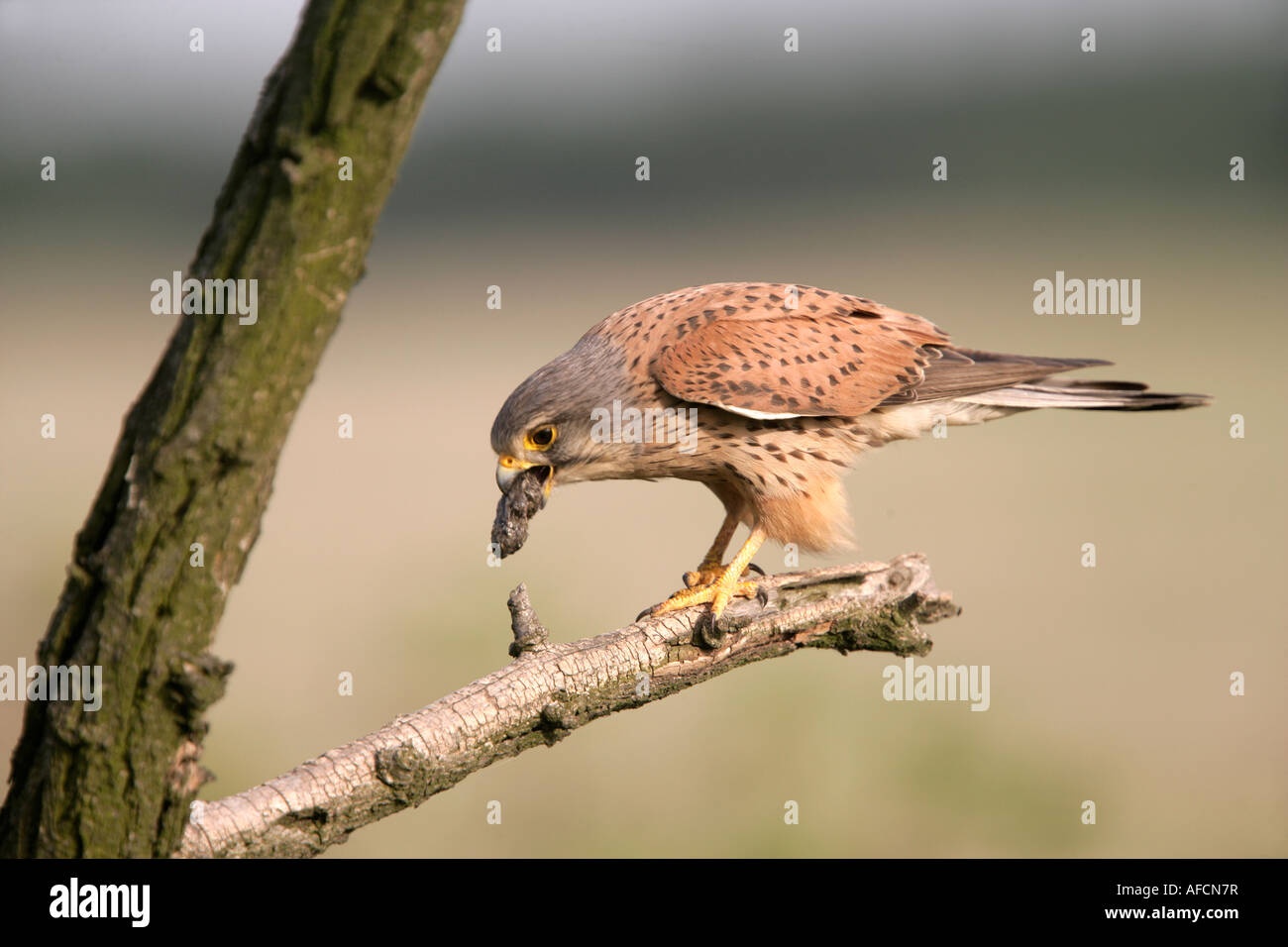 Il Gheppio Falco tinnunculus Ungheria maschio Foto Stock