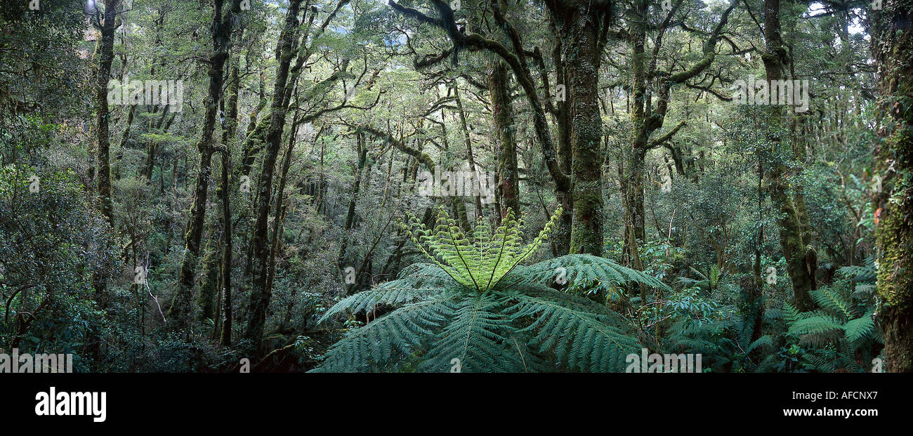 Treeferns vicino al baratro, strada da Milford Fjordland NP, Nuova Zelanda Foto Stock