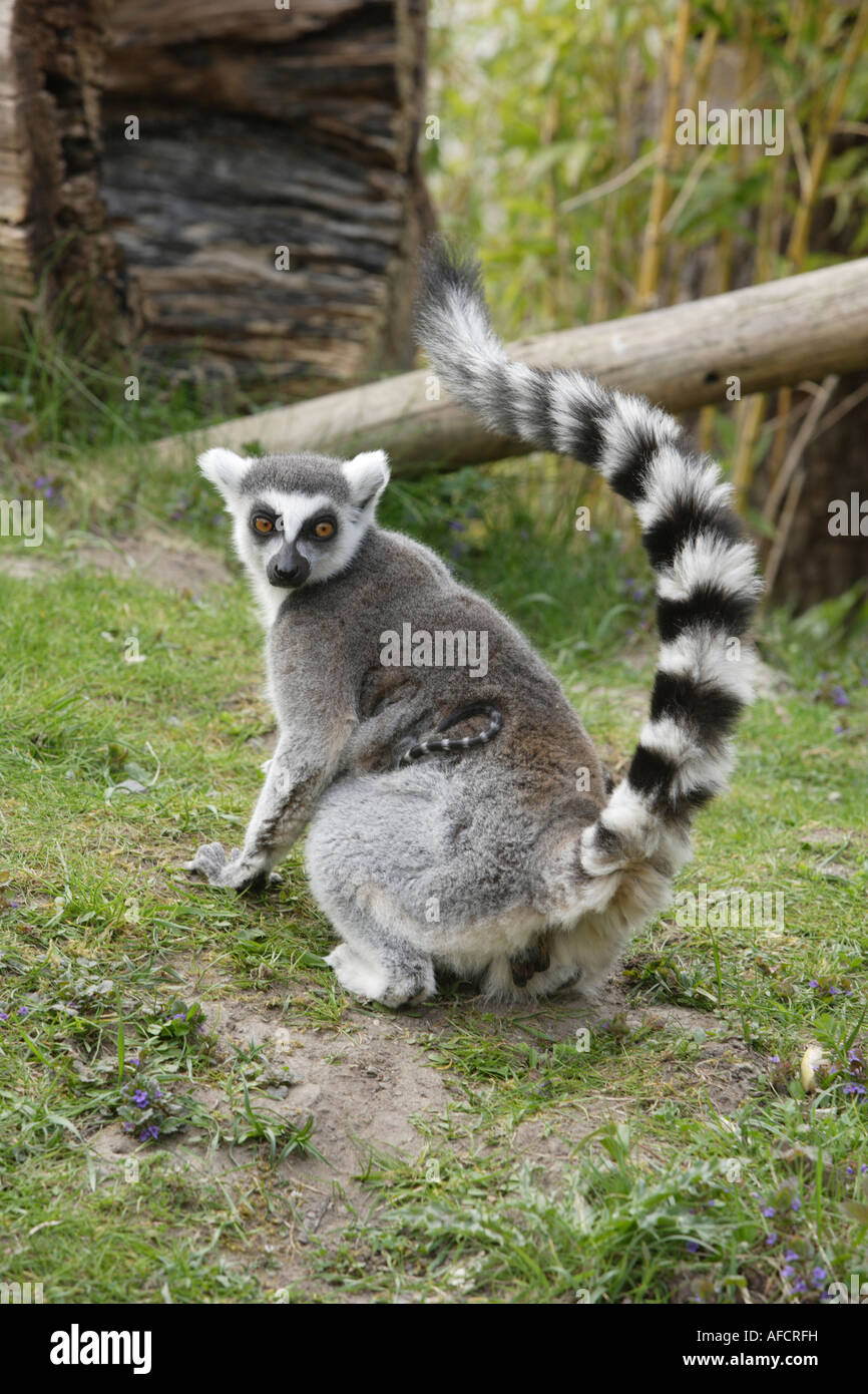 I lemuri Ringtailed Foto Stock