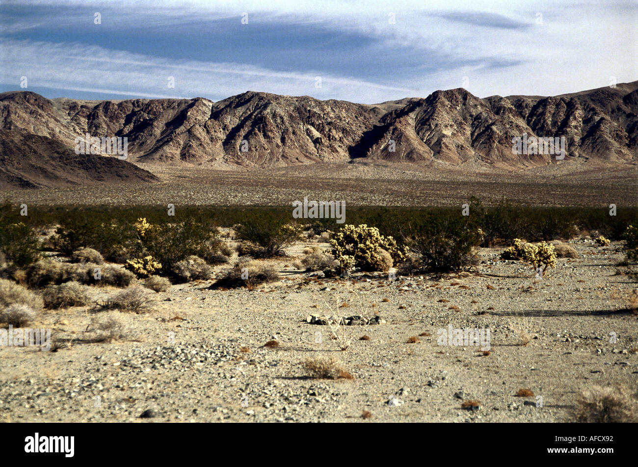 Geo.: STATI UNITI, Nevada, Landschaften, typische Wüstenlandschaft und vegetazione opuntien cholla kreosote büsche busch Foto Stock