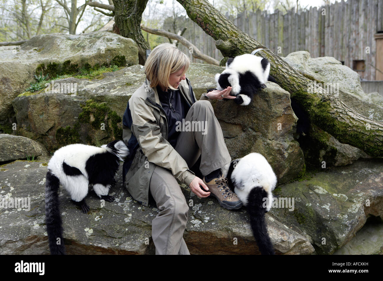Lo zoo del veterinario del giardino zoologico Allwetterzoo Dr Sandra Silinski con il Ruffedlemurs Foto Stock