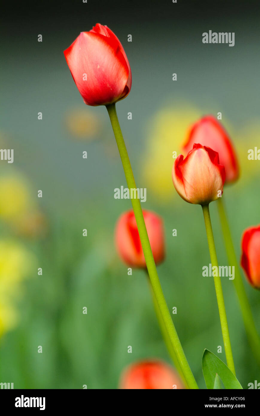 I tulipani in piedi fuori dal resto Foto Stock