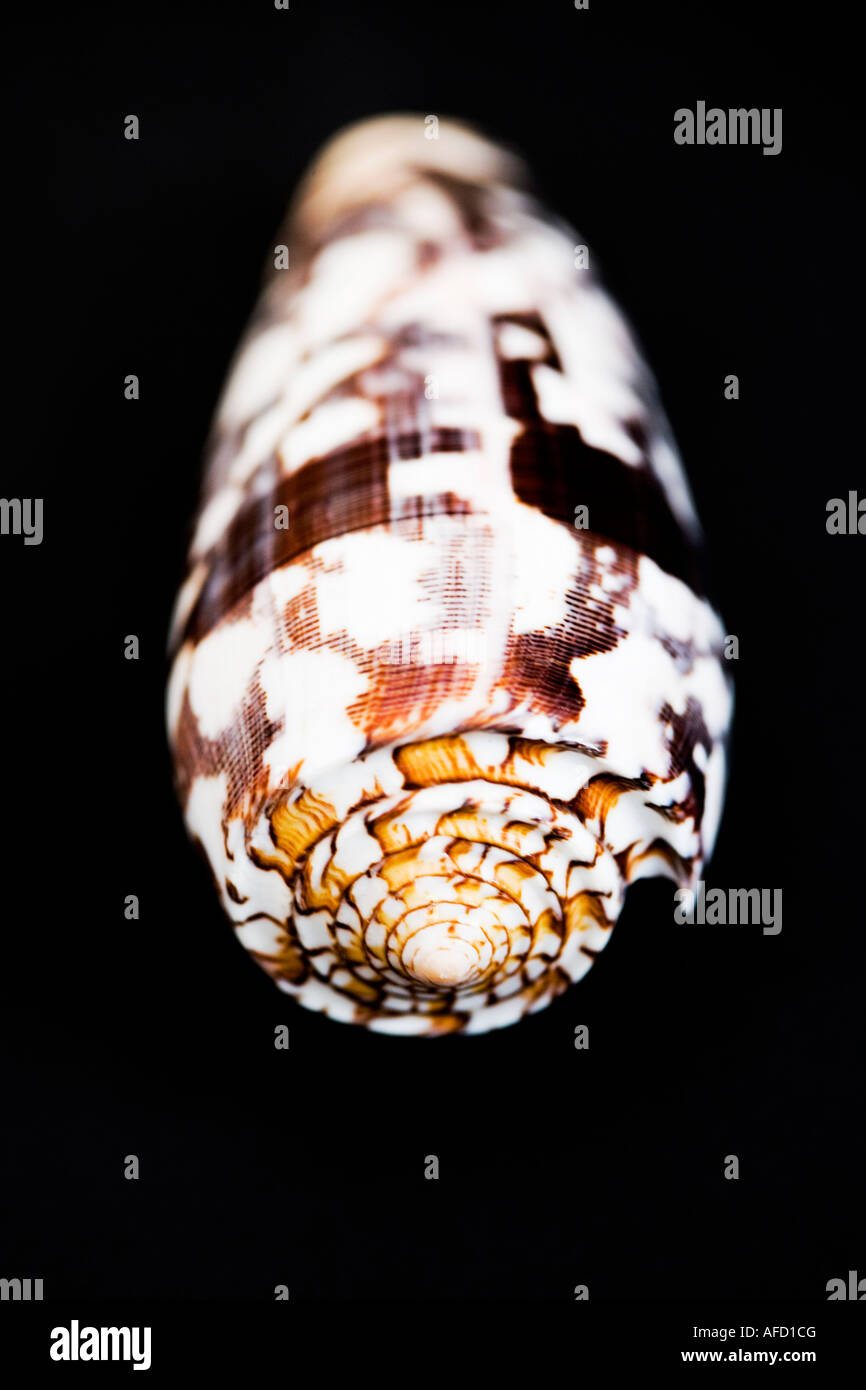 Immagine ravvicinata di un singolo seashell contro uno sfondo nero Foto Stock
