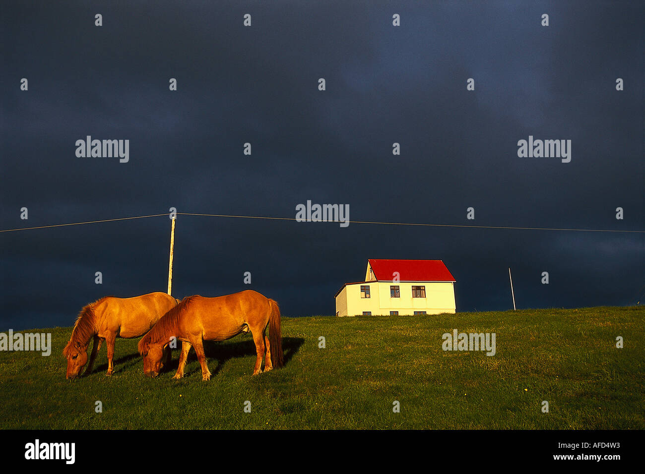 Islandese cavalli e casa di campagna, Hrutafjoerdur, Isola Foto Stock Islandese cavalli e casa di campagna, Hrutafjoerdur, Isola Foto Stock