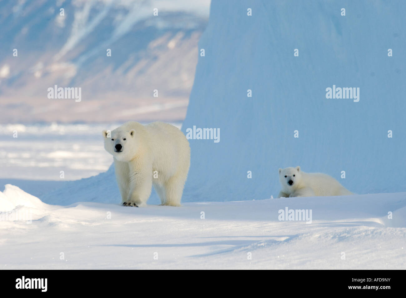 Femmina di orso polare e cinque mesi a cub iceberg Navy Board Lancaster Sound Isola Baffin Foto Stock