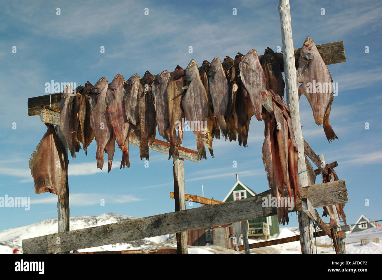 Pesci secchi, pesci appesi per asciugare, Ilimanaq, Klaushavn, Kaalalit Nunaat, Groenlandia Foto Stock