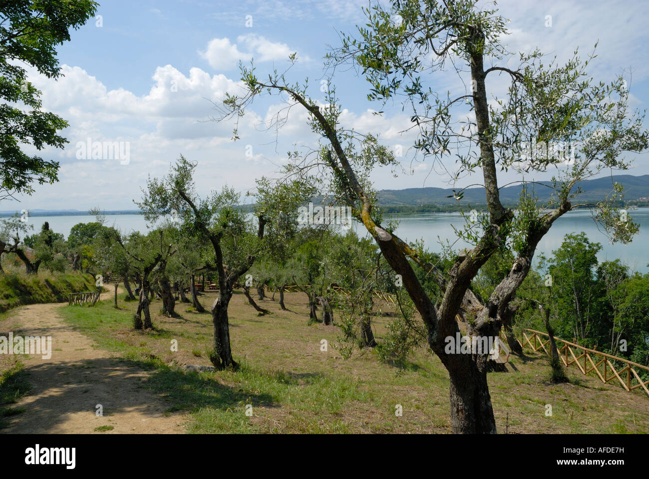 Isola Maggiore è la seconda più grande isola sul lago Trasimeno, in Umbria, Italia. Alcuni degli alberi di ulivo sull isola sono vecchi di centinaia di anni. Foto Stock