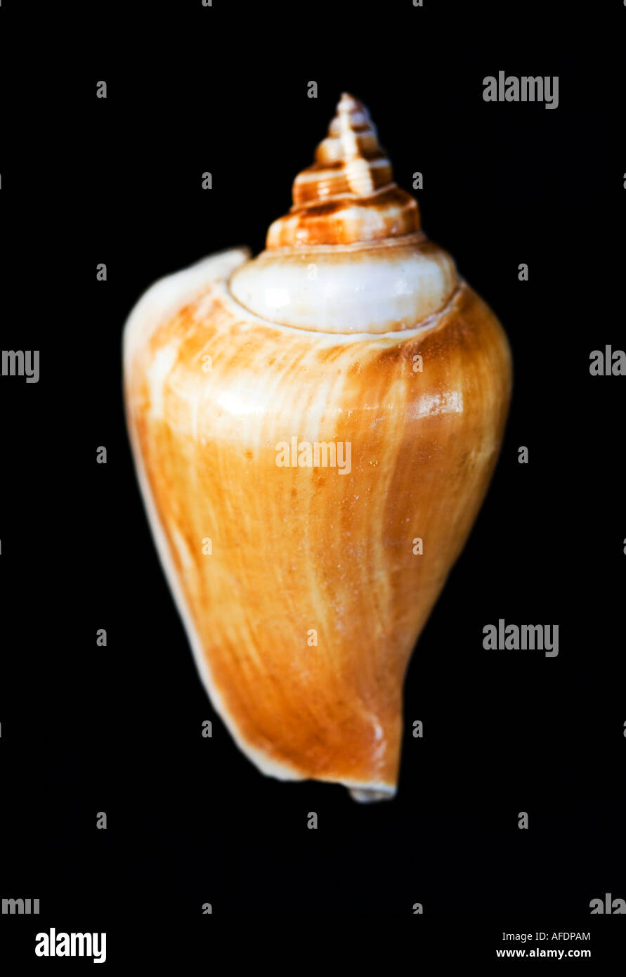 Immagine ravvicinata di un unico guscio del mare contro uno sfondo nero Foto Stock