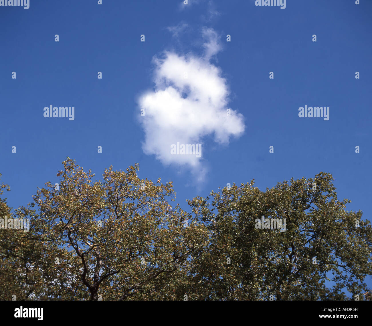 Piccolo, bianco, cumulus cloud, cielo blu e foglie di autunno, Virginia Water, Surrey, England, Regno Unito Foto Stock