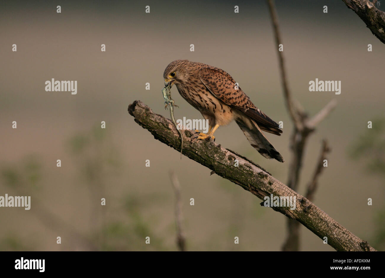 Il Gheppio Falco tinnunculus Ungheria femmina Foto Stock