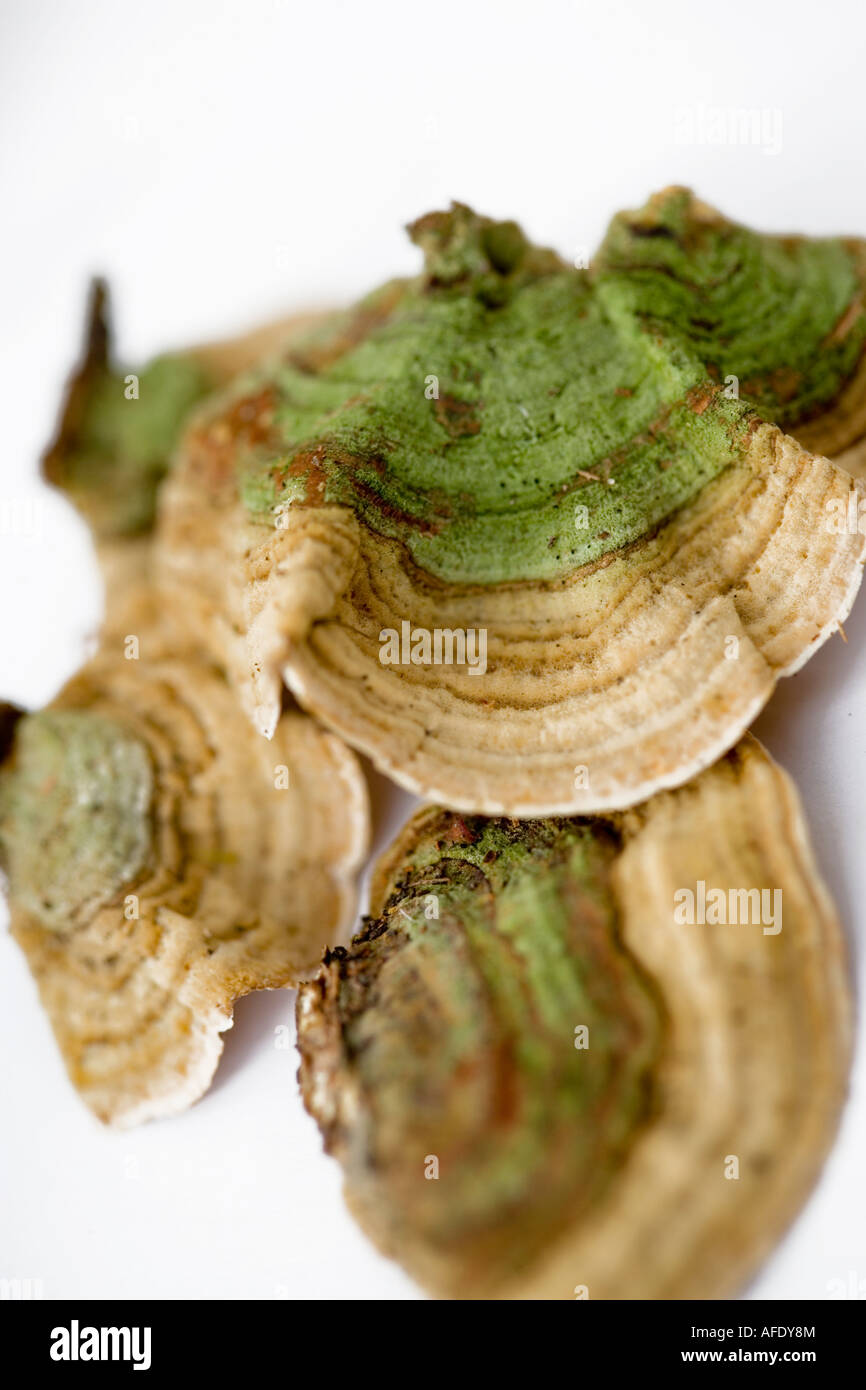Staffa di funghi Foto Stock