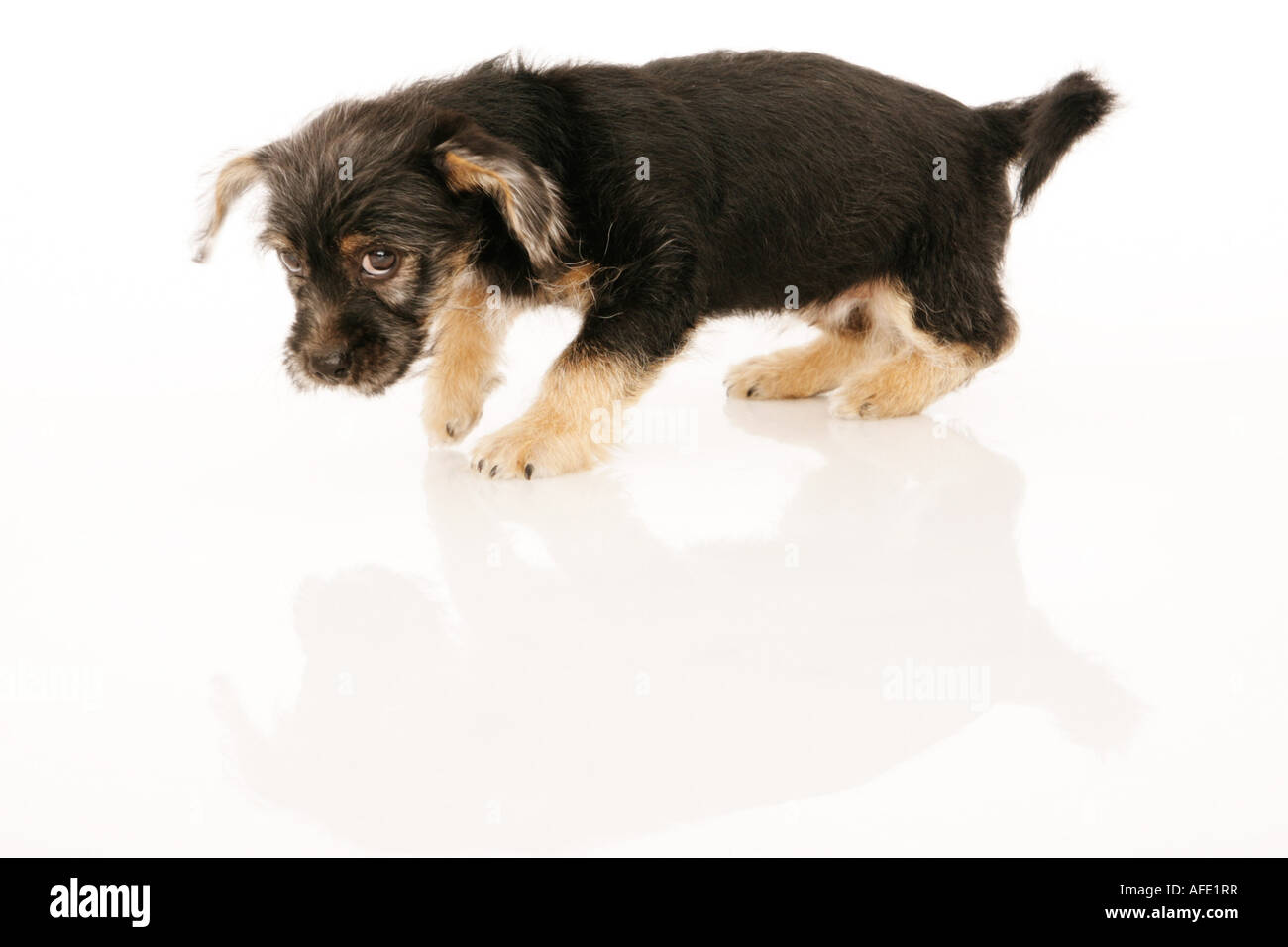 Cucciolo isolato su bianco Foto Stock