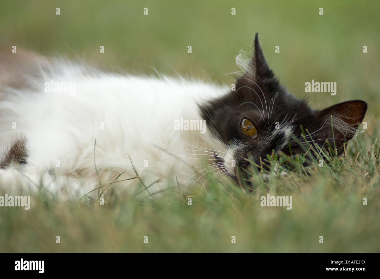 Fienile Gatto sdraiato in erba Foto Stock