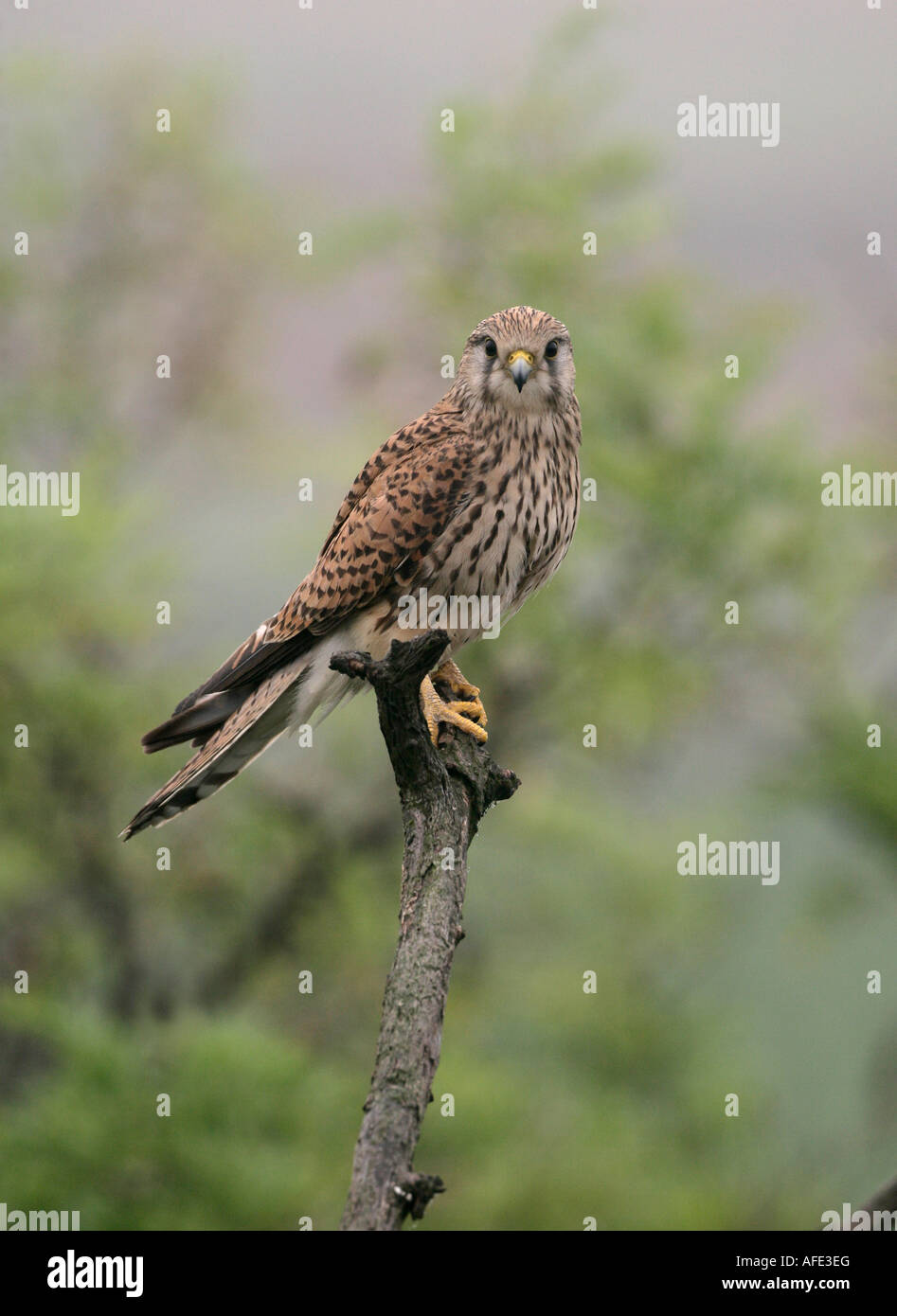 Il Gheppio Falco tinnunculus Ungheria femmina Foto Stock