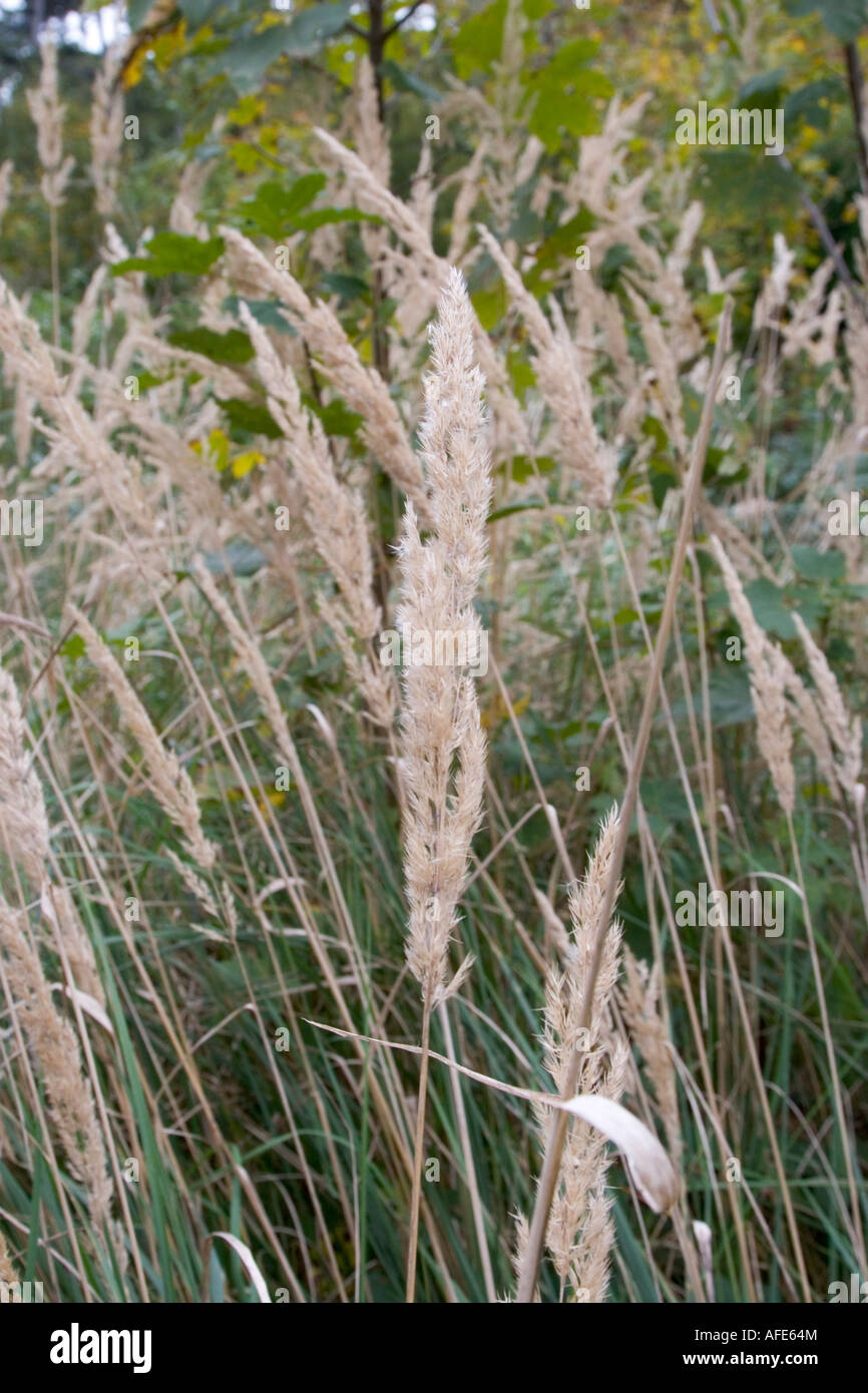 Il Bois de Boulogne di Parigi Francia 2007 Foto Stock