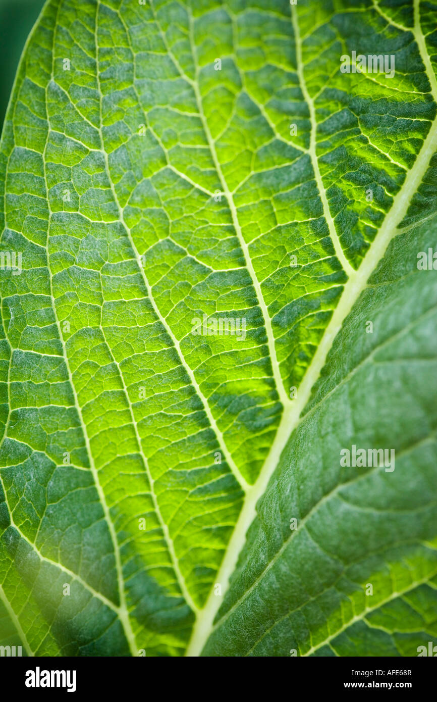 Immagine ravvicinata di particolari in foglia Foto Stock