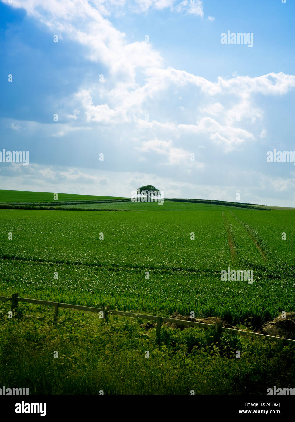 Un albero girato da una distanza che si trovano di fronte i terreni agricoli Foto Stock