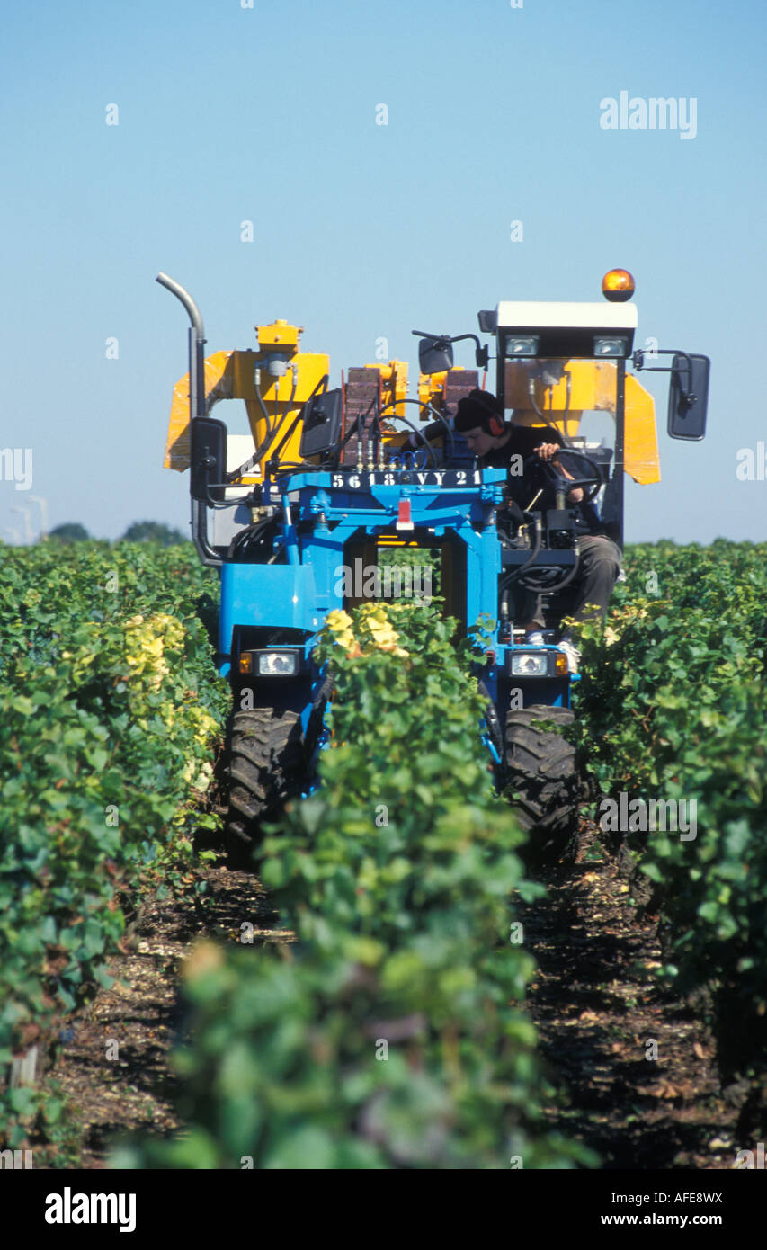 Vendemmia vicino a Gevrey Chambertin Cote d o Borgogna Francia Foto Stock