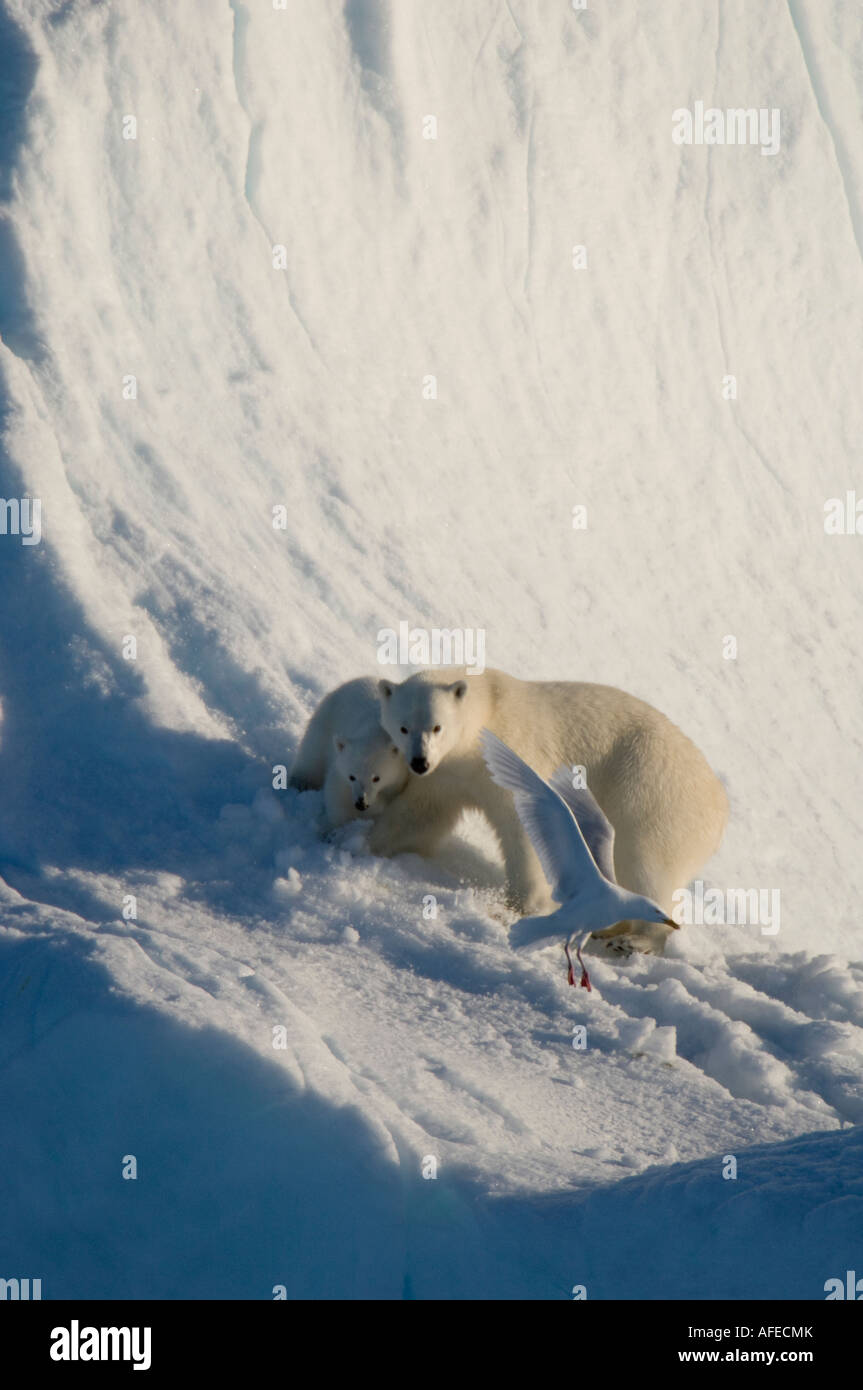 Femmina di orso polare e cinque mesi inseguono cub gabbiano da uccidere a iceberg Navy Board Lancaster Sound Isola Baffin Foto Stock