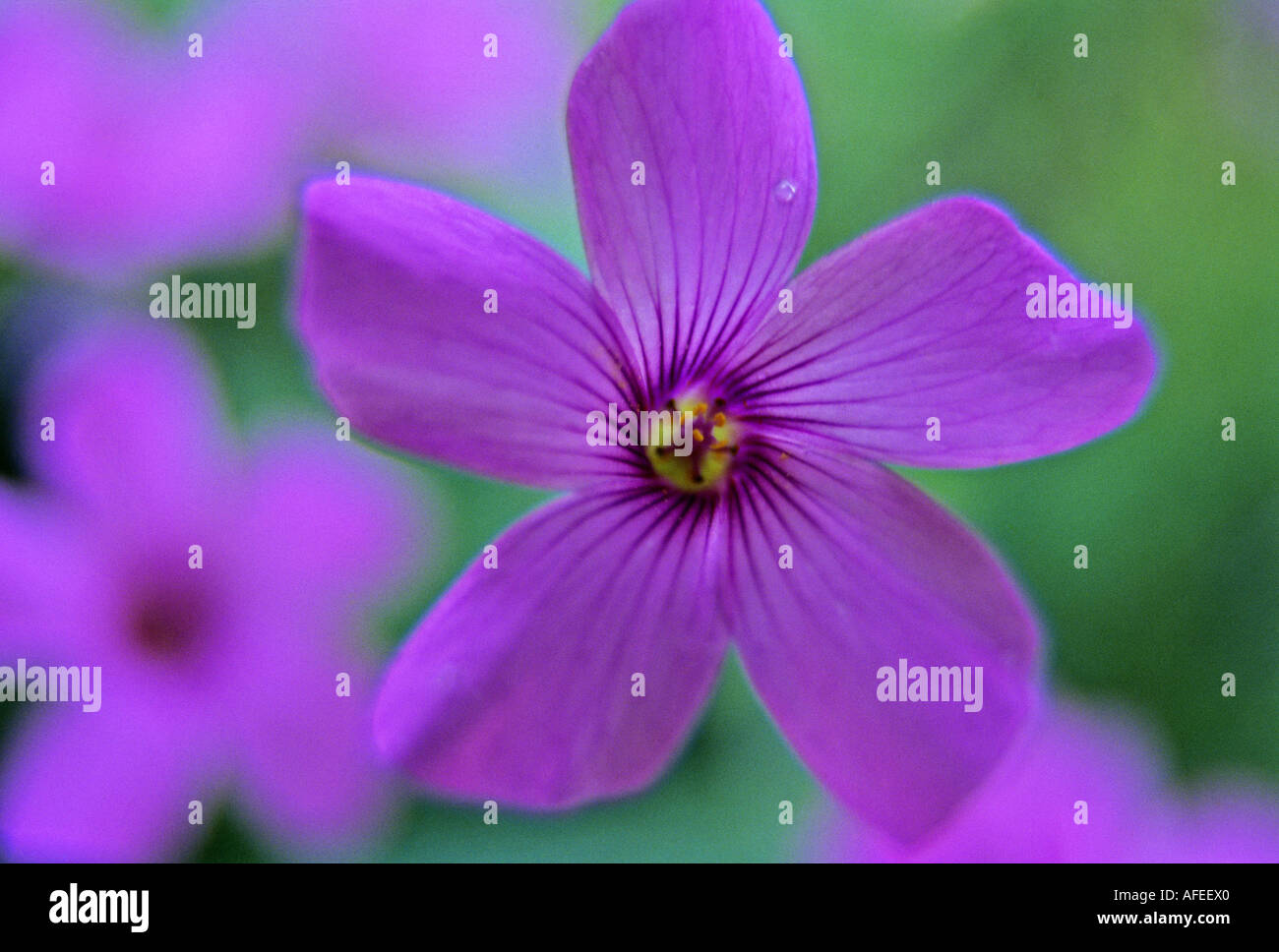 Oxalis acetosella Foto Stock