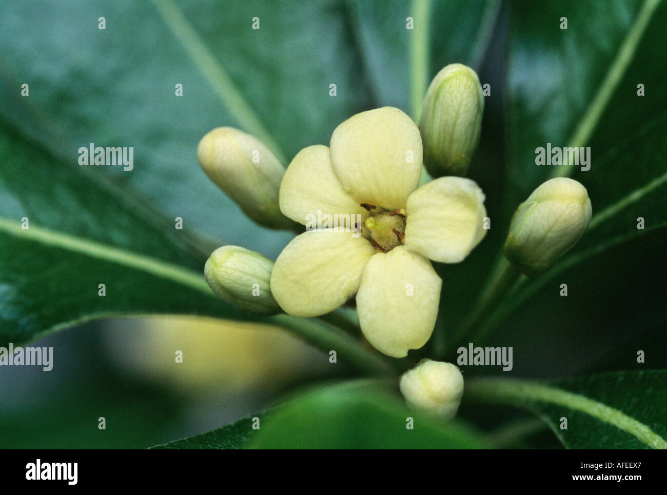 Pittosporum Tobira Foto Stock