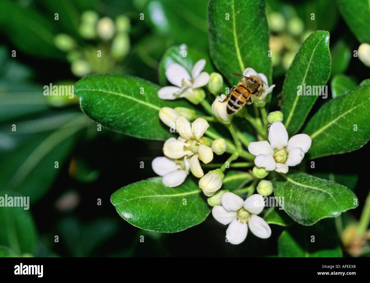 Pittosporum Tobira Foto Stock