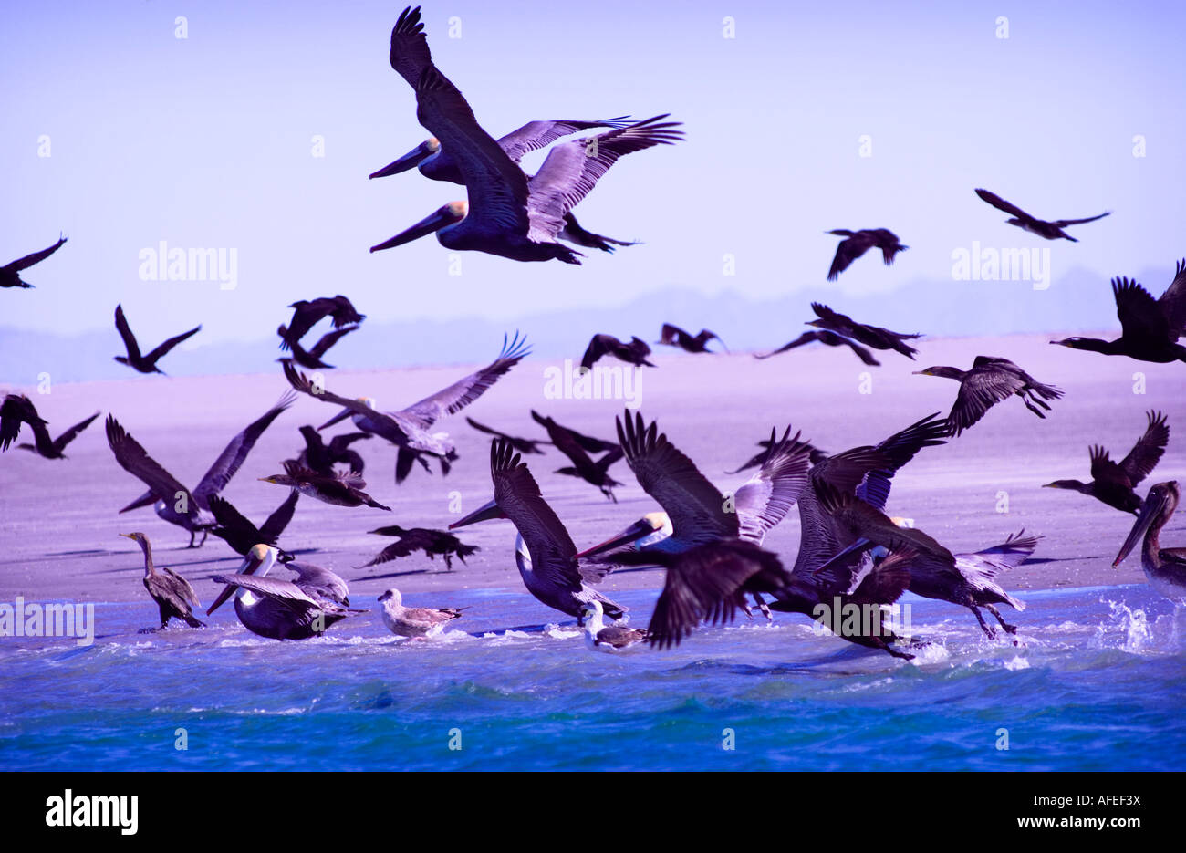 Gabbiani e uccelli in volo in Baja California Foto Stock
