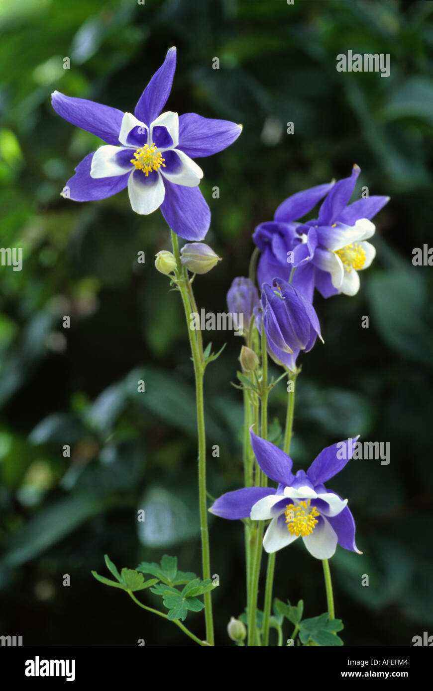 Aquilegia vulgaris - Winkie blu e bianco aquilegia alpina Foto Stock