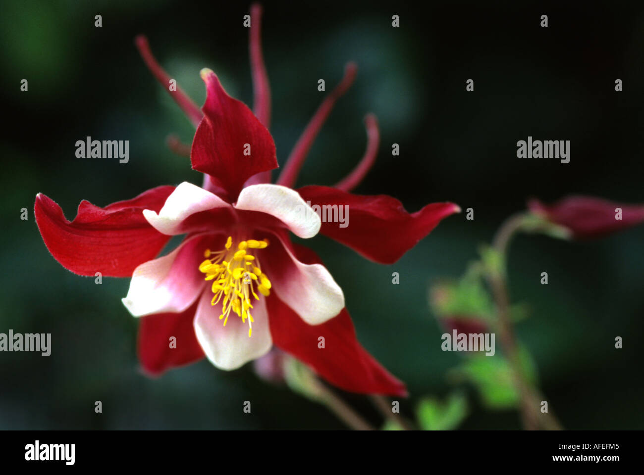 Aquilegia vulgaris - rosso Foto Stock