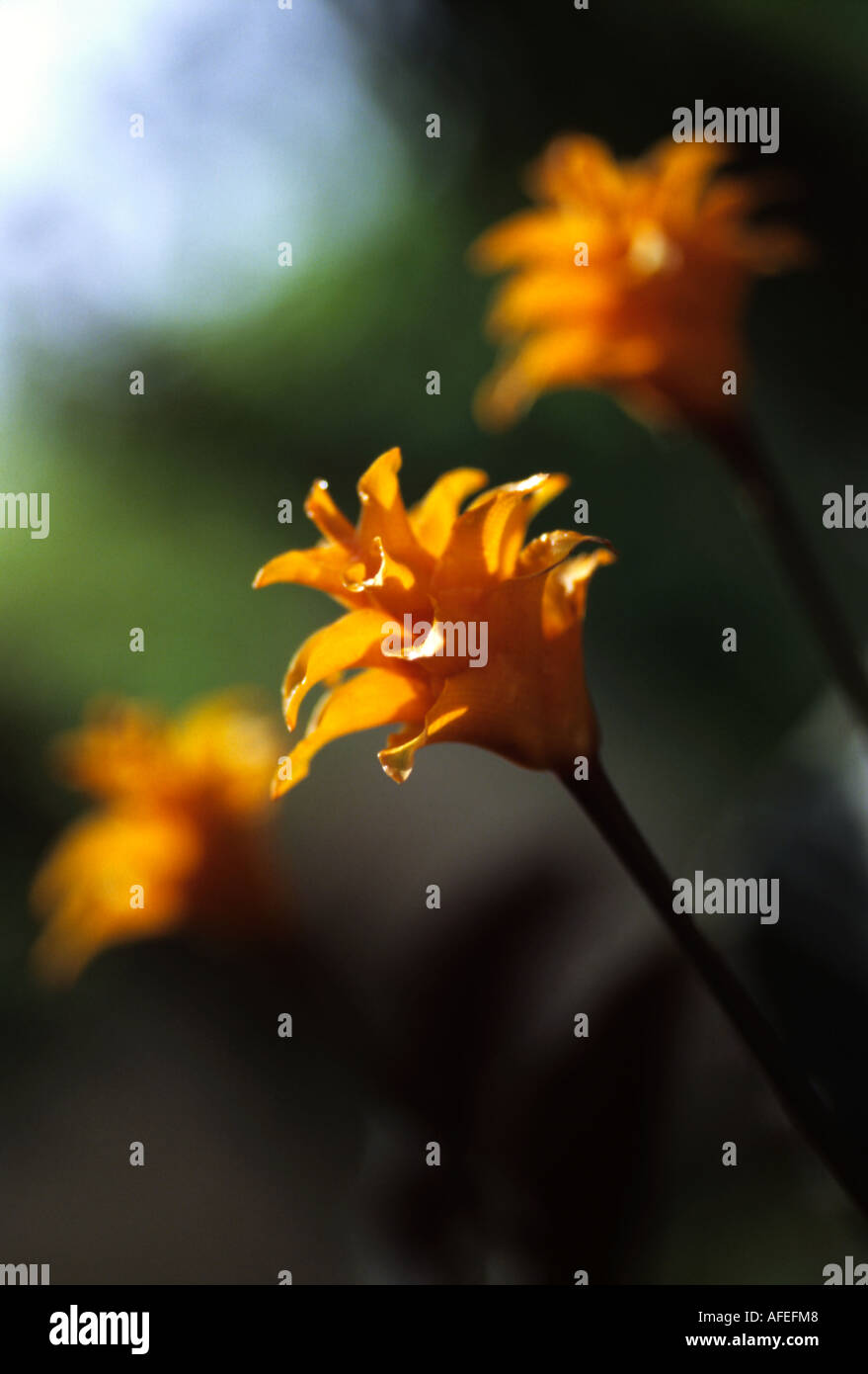 Calathea crocata - Rattlesnake impianto - La Fiamma Eterna Foto Stock