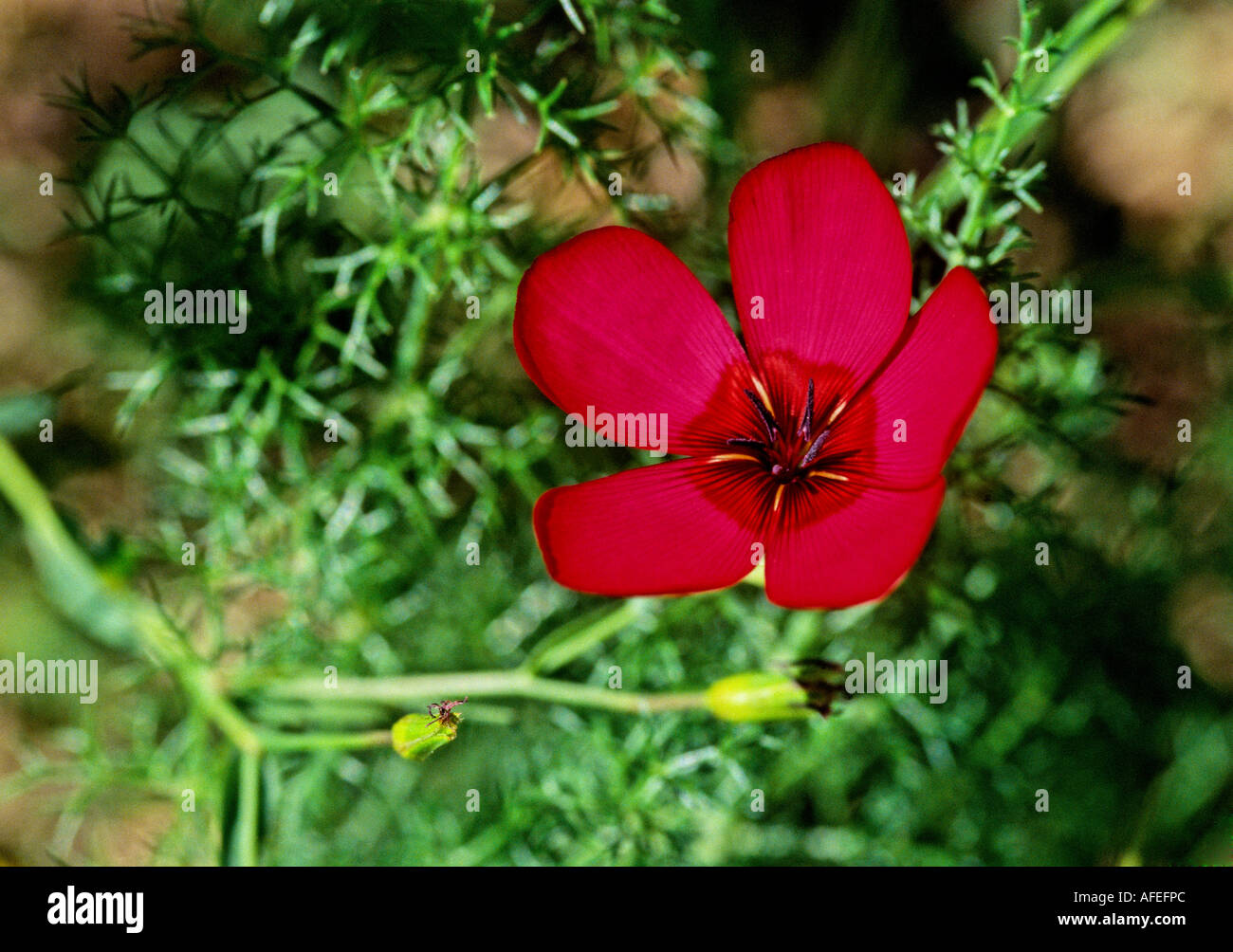Grandiflorum Linnum Foto Stock