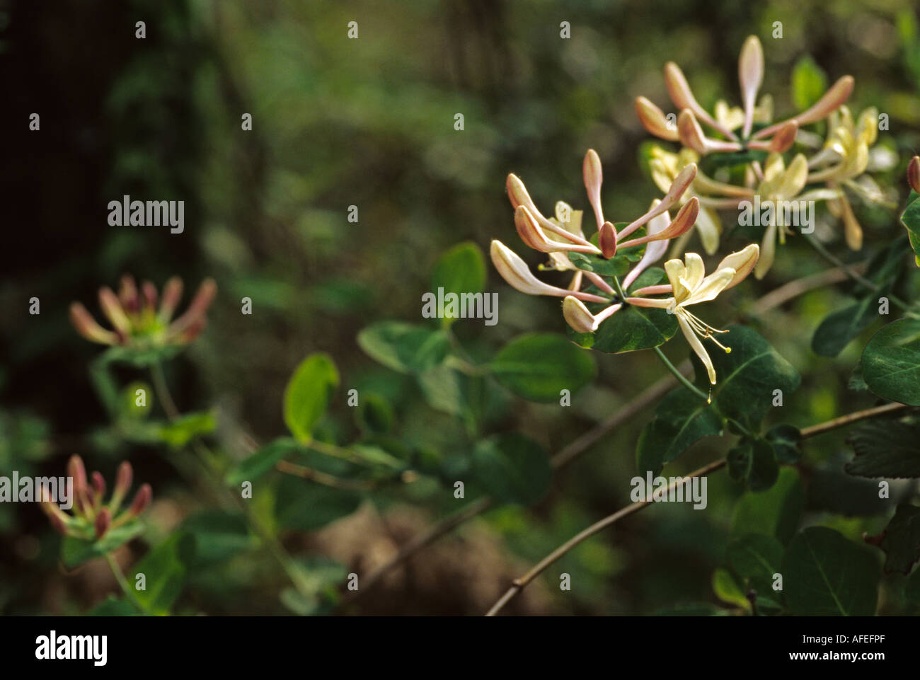 Lonicera caprifolium Foto Stock