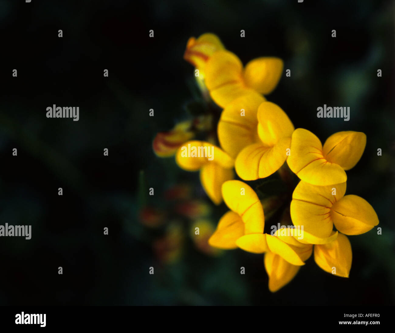 Lotus corniculatus Foto Stock