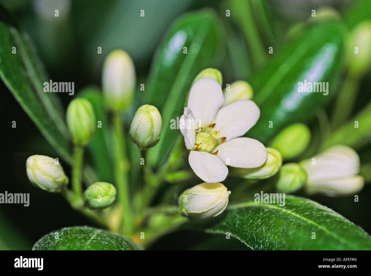 Pittosporum - pitosforo Foto Stock
