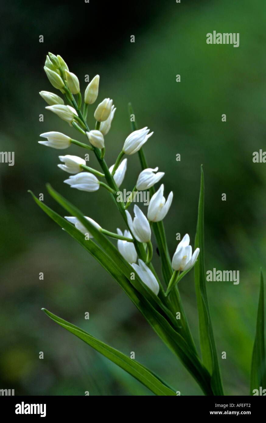 Cephalanthera longifolia Foto Stock