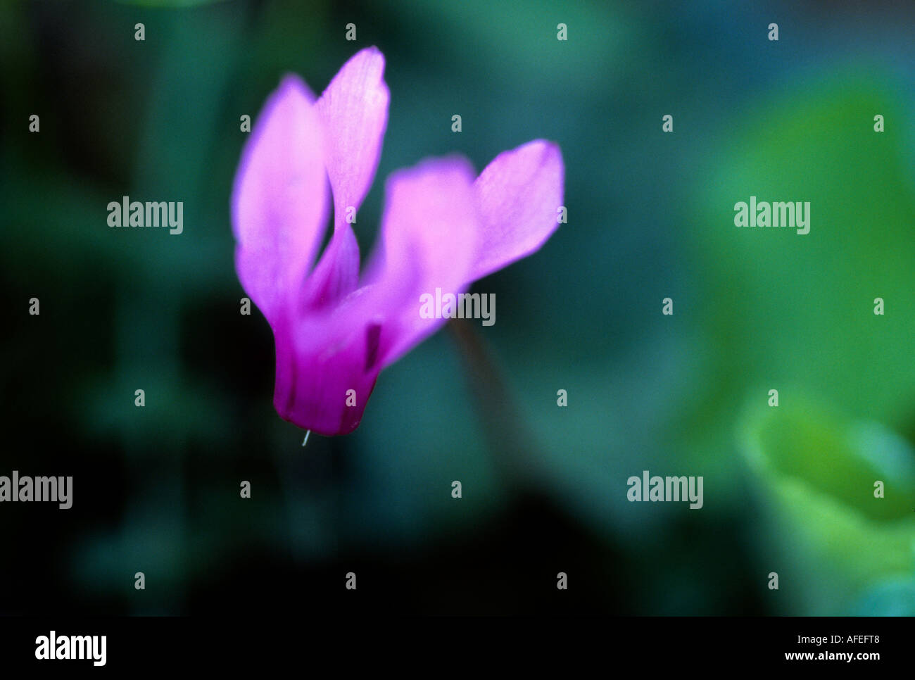 Ciclamino repandum Foto Stock