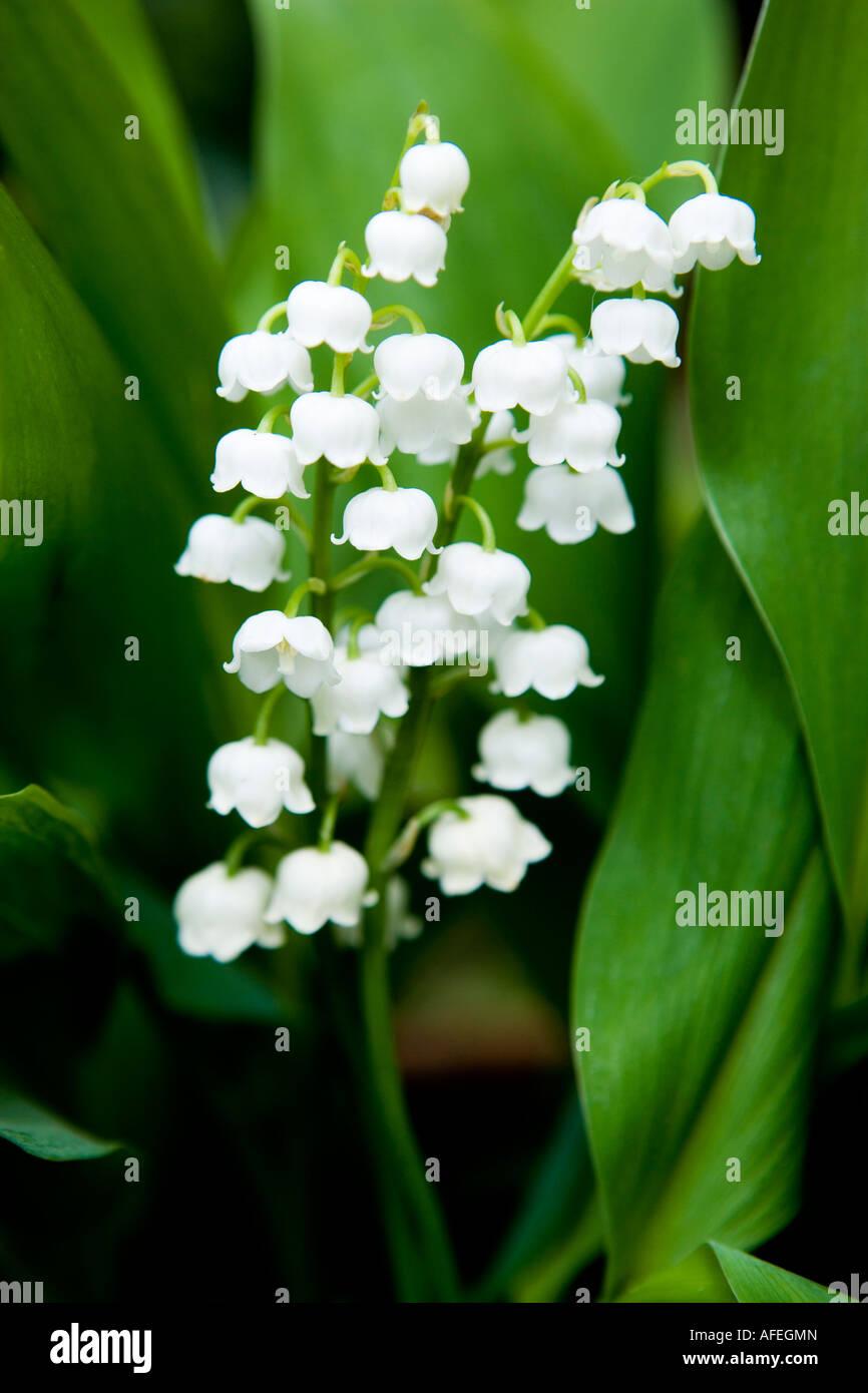 Il giglio della valle Foto Stock