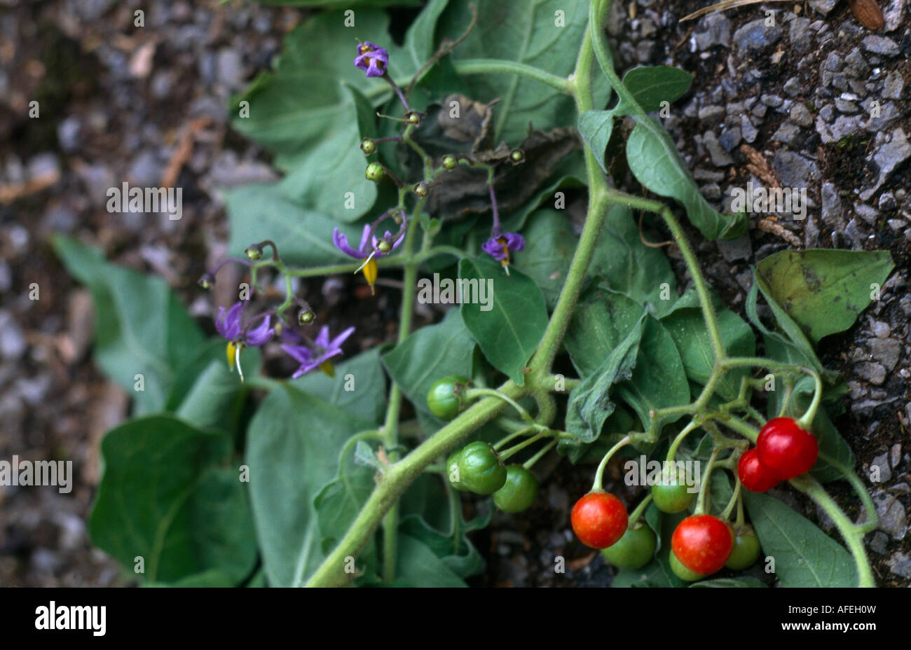 Woody Nightshade (Solanum Dulcamara) in Flower nella stessa famiglia di Deadly Nightshade (Belladonna), ma non come tossico Foto Stock